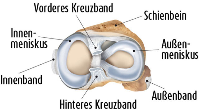 Anatomie Meniskus in Draufsicht