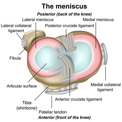 Meniskus Knie Anatomie