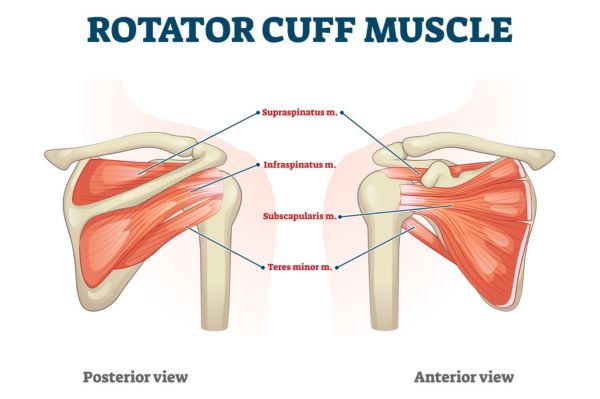 Rotator Manschettenmuskel