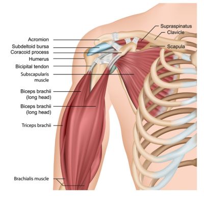 Schulter-und Armmuskeln